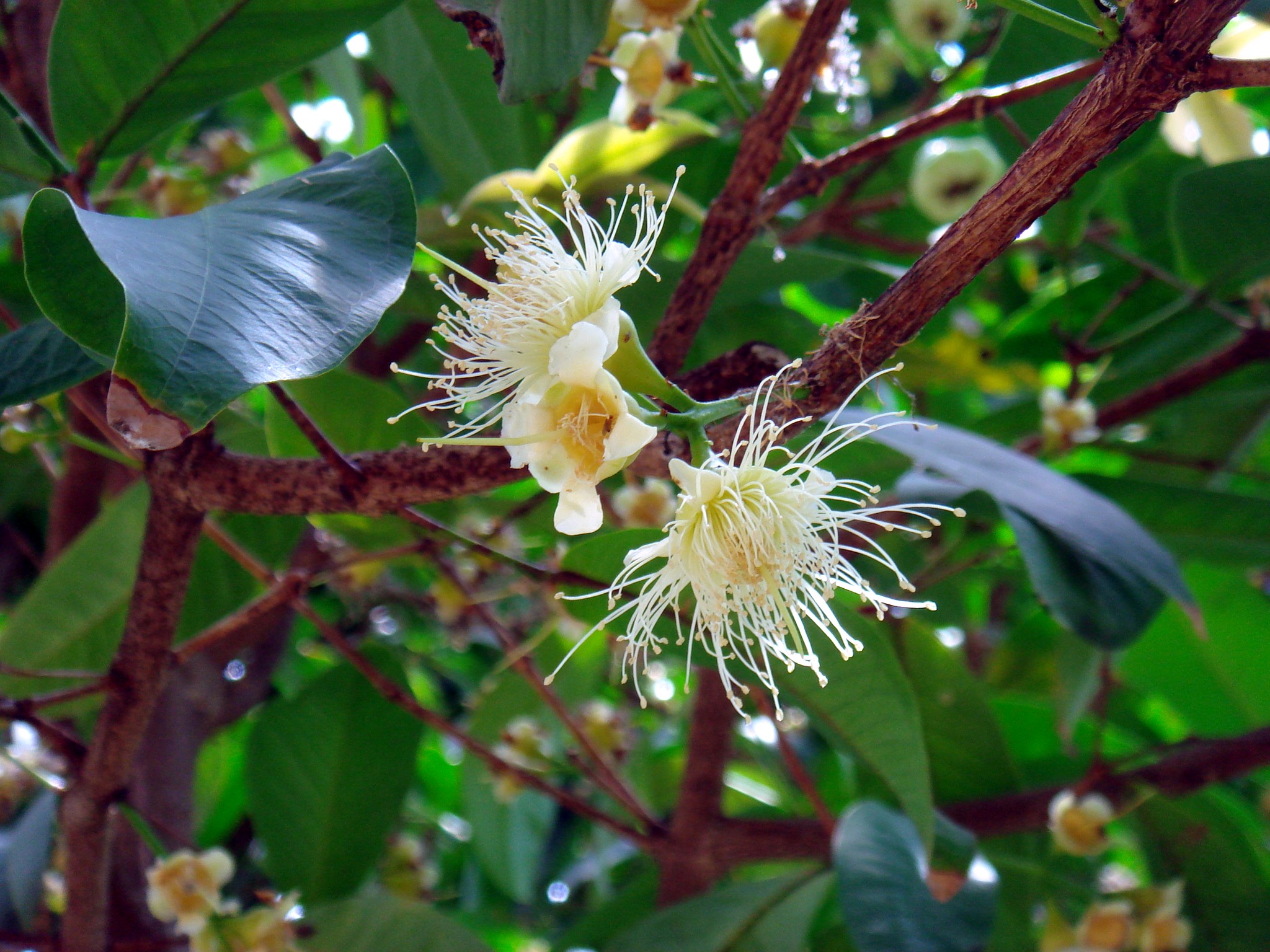 Syzygium Samarangense (Blume) Merrill & L. M. Perry